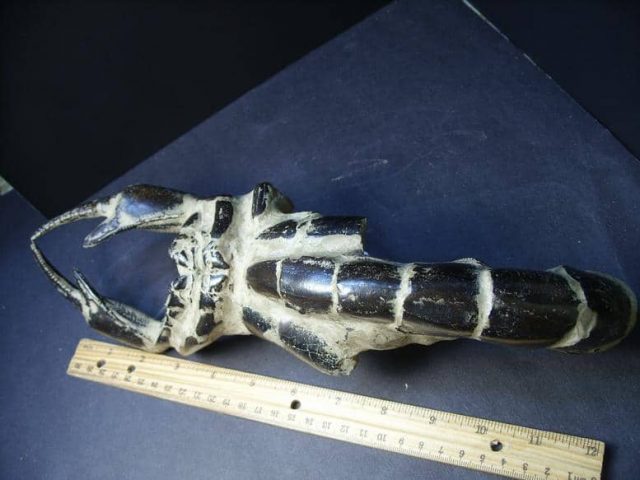 Fossilized Lobster – Arthropod (Crustacean)  (013019e) - Image 3