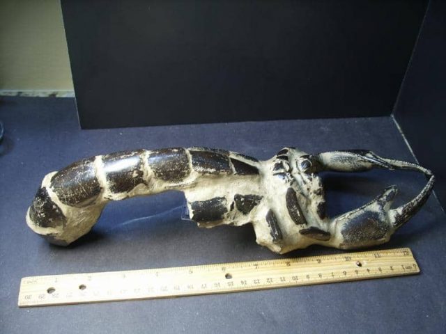 Fossilized Lobster – Arthropod (Crustacean)  (013019e) - Image 5