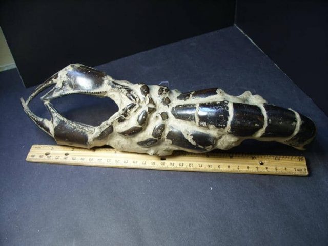 Fossil Arthropods