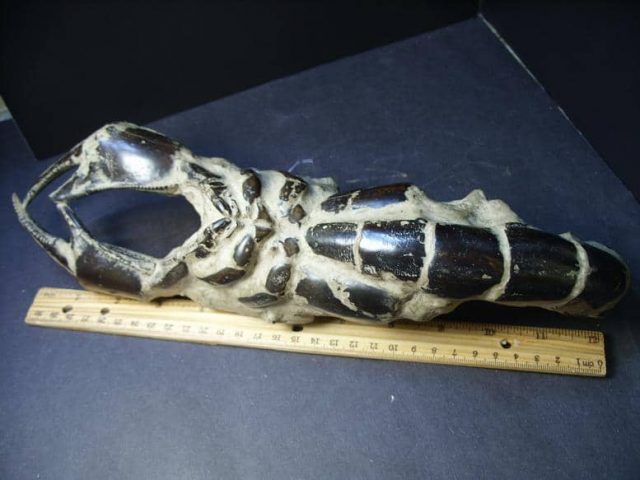 Fossilized Lobster – Arthropod (Crustacean)  (013019f) - Image 2