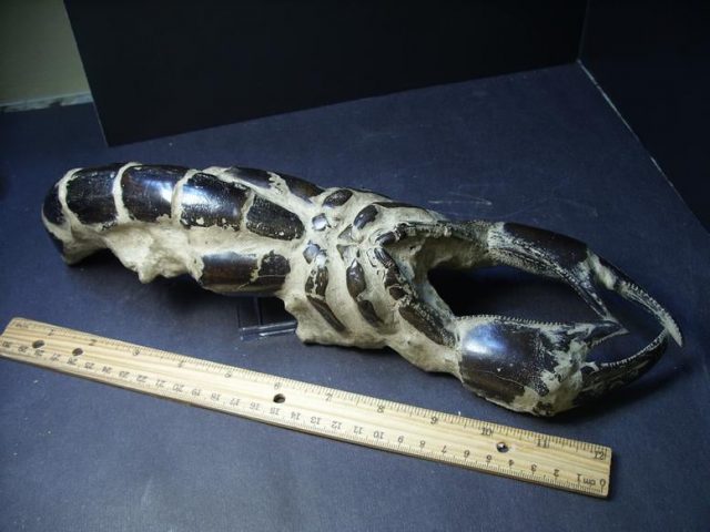 Fossil Lobster