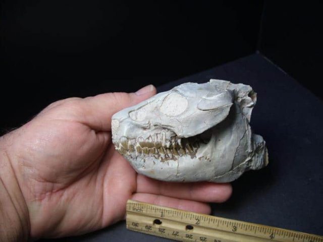 Fossil Oreodont Skull