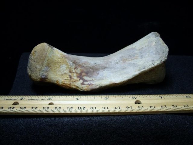 pachycephalosaurus bones