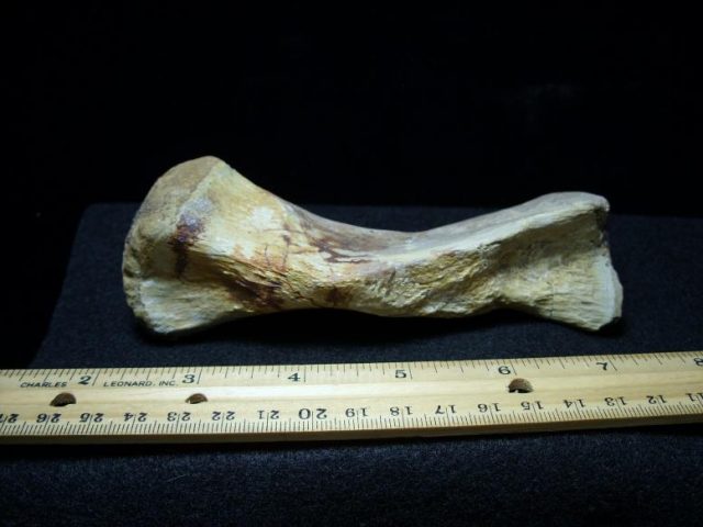 pachycephalosaurus bones