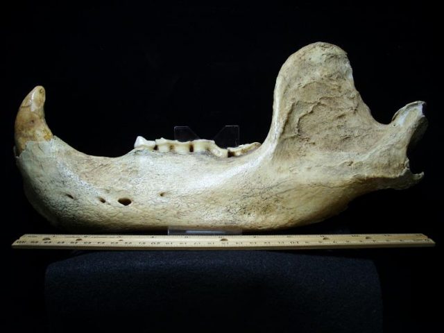 Ursus spelaeus fossils