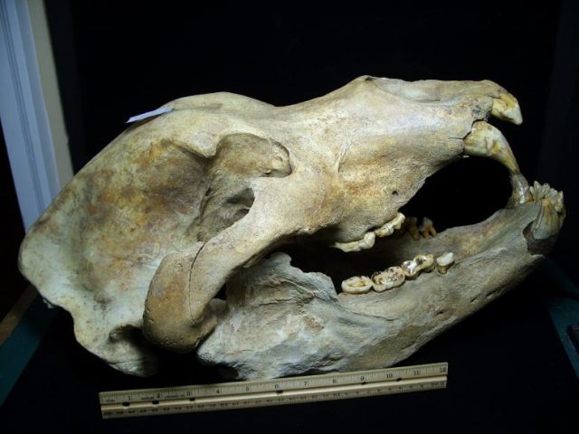 Cave Bear Fossils