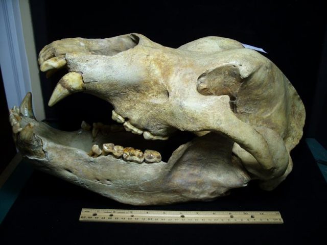 Ursus spelaeus