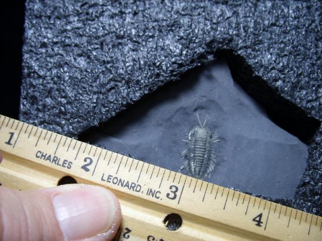 crab fossils