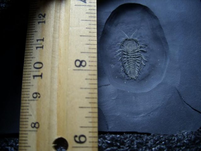 Trilobite fossils