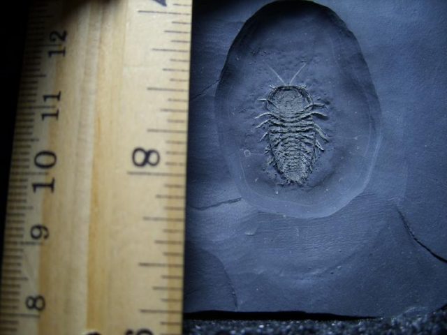 Trilobite fossils