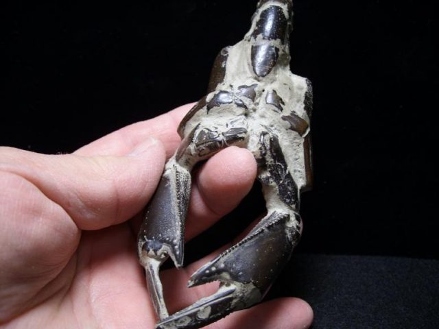 Fossil Lobster