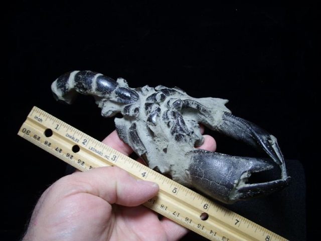 Fossil Lobsters