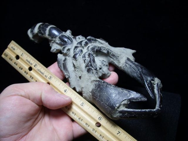 Fossil Lobsters
