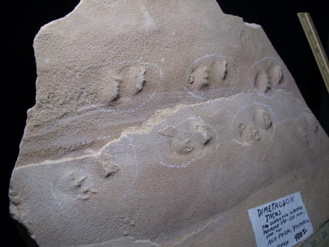 trace fossils