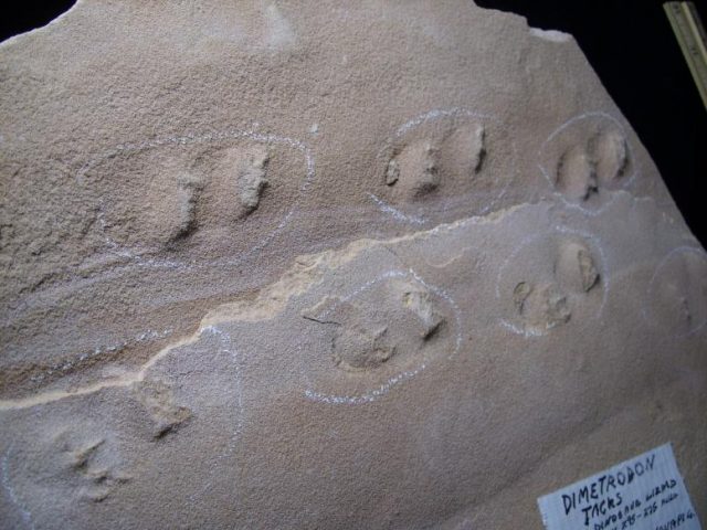 dinosaurs