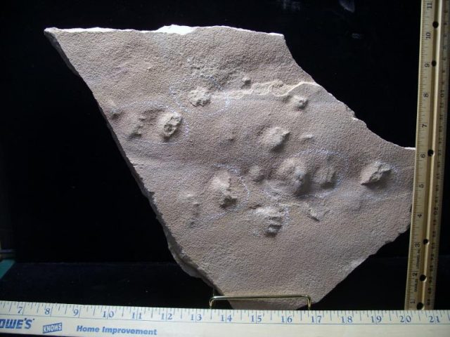 dinosaur tracks
