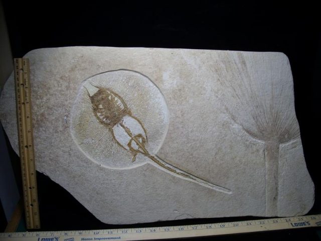 Fossil Stingray