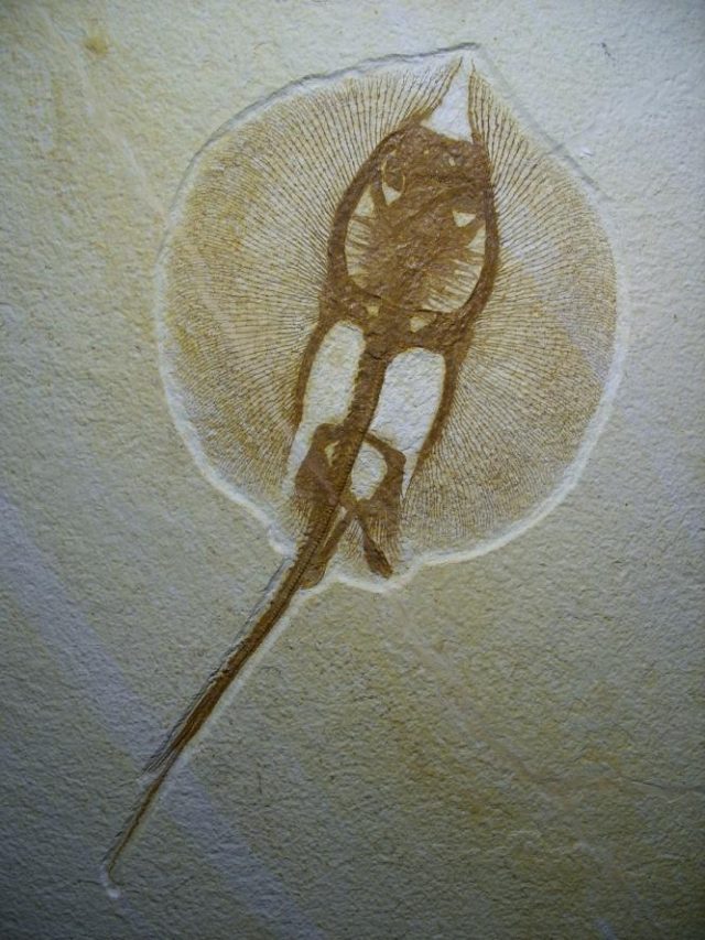 Fossil Stingray (021919j) - Image 3
