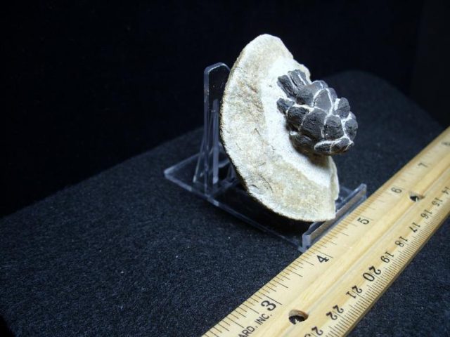 Fossil Pine Cone  (021919m) - Image 3