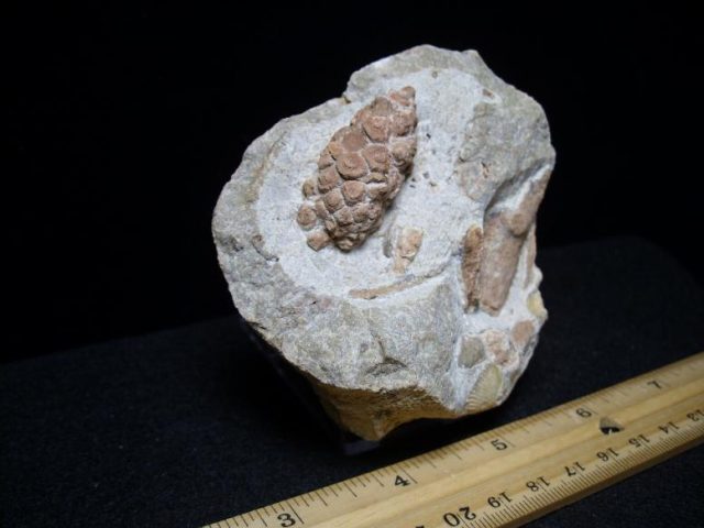 Pinus fossil cones