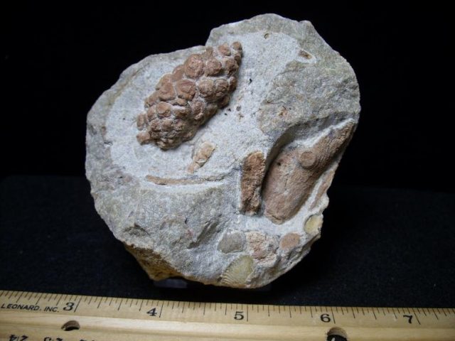 Fossil Pine Cone
