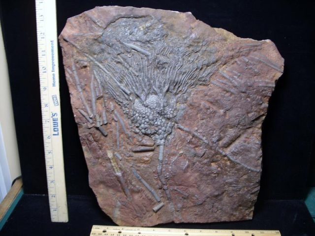 Morocco Fossils