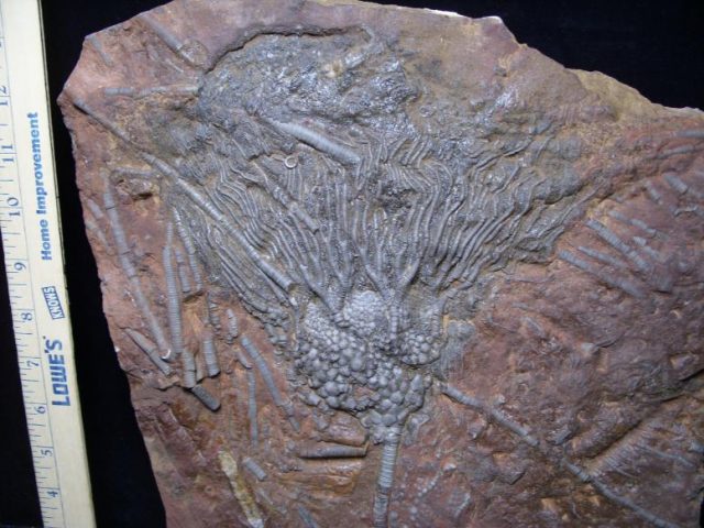 Crinoid fossils