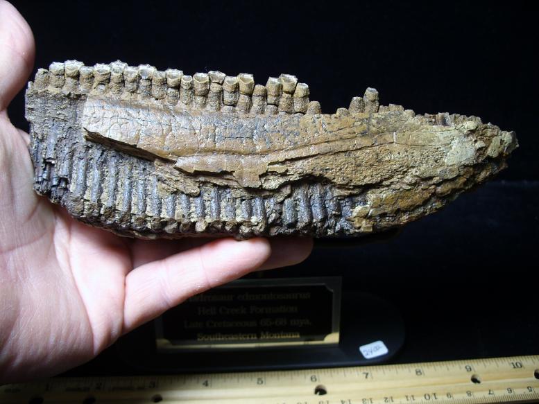 dinosaur with duckbill mouth