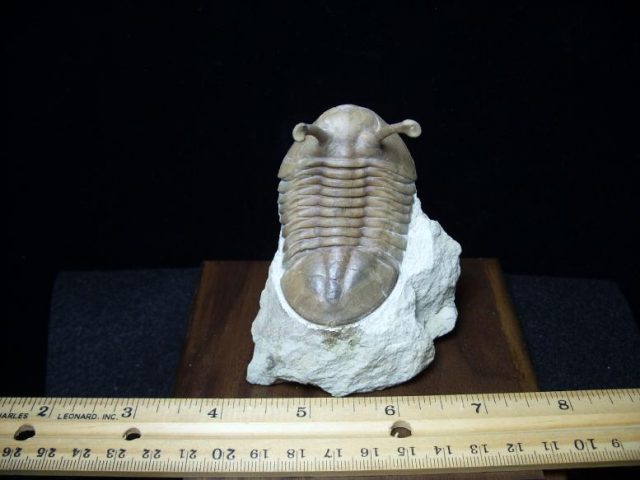 Kowalewski trilobite
