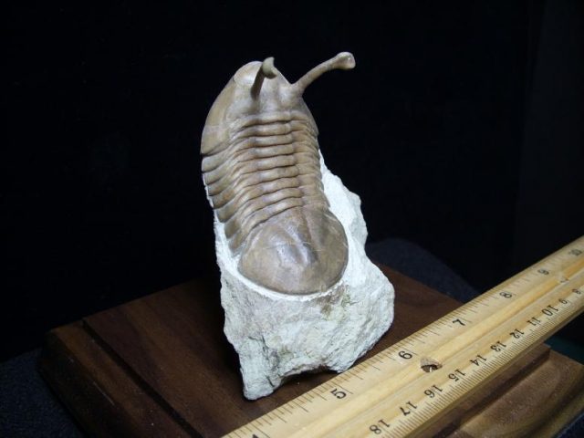 Trilobite fossils