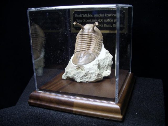 Trilobite fossils