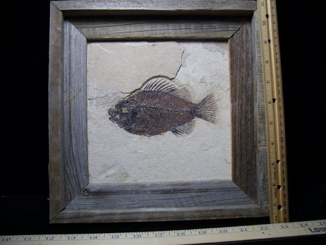 Fossil Fish