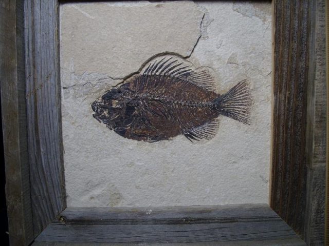 Fossil Fish