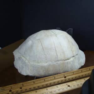 Fossil Tortoise (012825g)