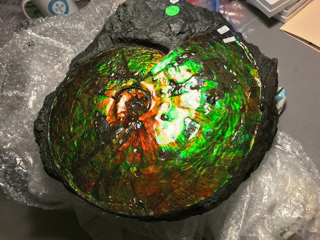 Ammonite Ammolite