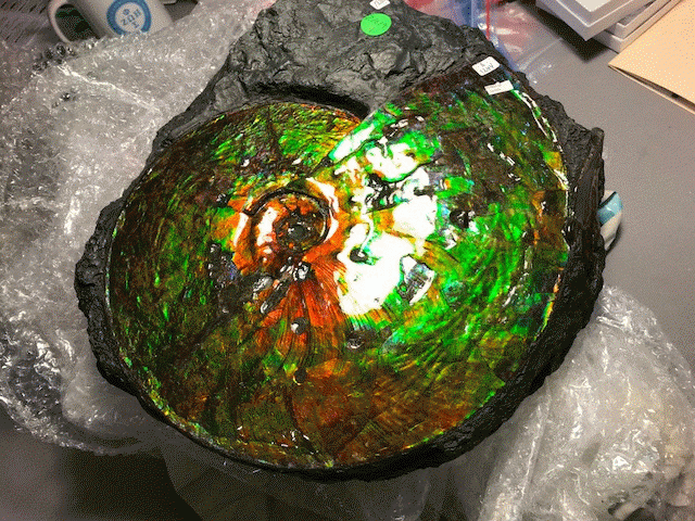Ammonite Ammolite