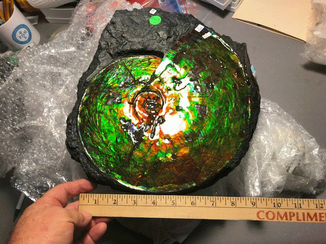 Ammonite Ammolite