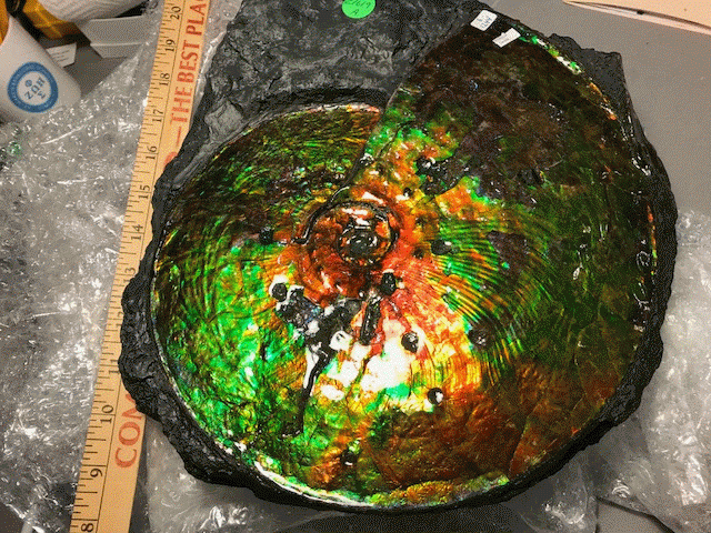 ammonites