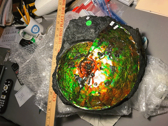 Ammolite