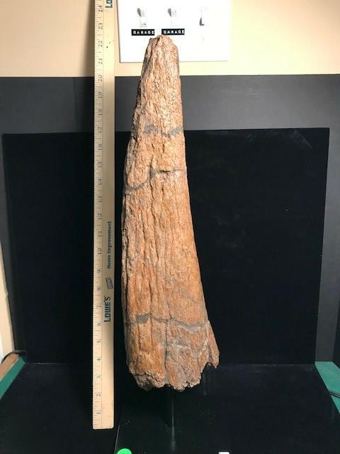 triceratops brow horn for sale