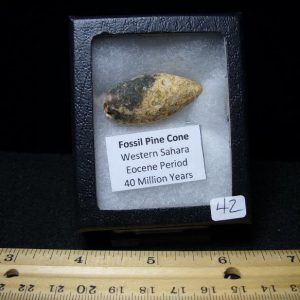 Fossil trees