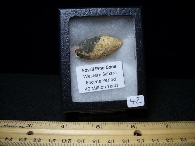 Fossil trees