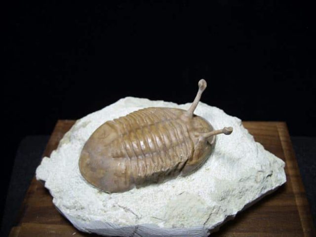 Ordovician Trilobites