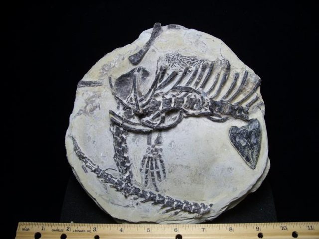 Fossil Bones