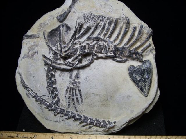 cretaceous fossils