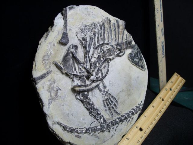 dinosaur fossils