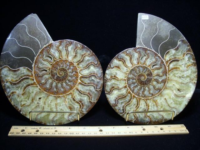 ammonite fossils