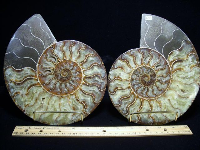 ammonite fossils