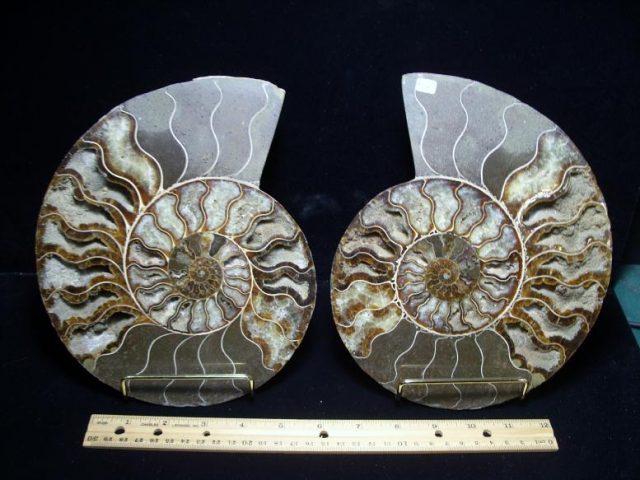 ammonites
