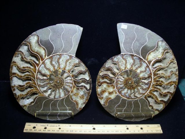 ammonites